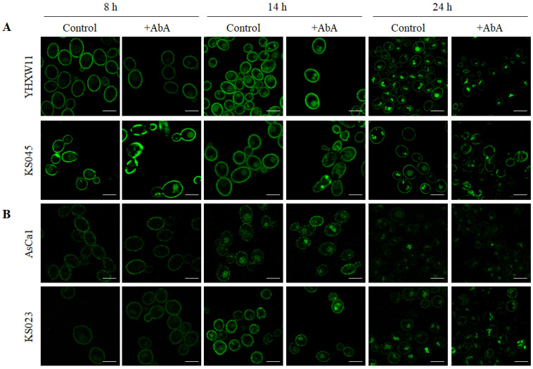 Figure 5