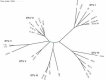 Fig. 2: