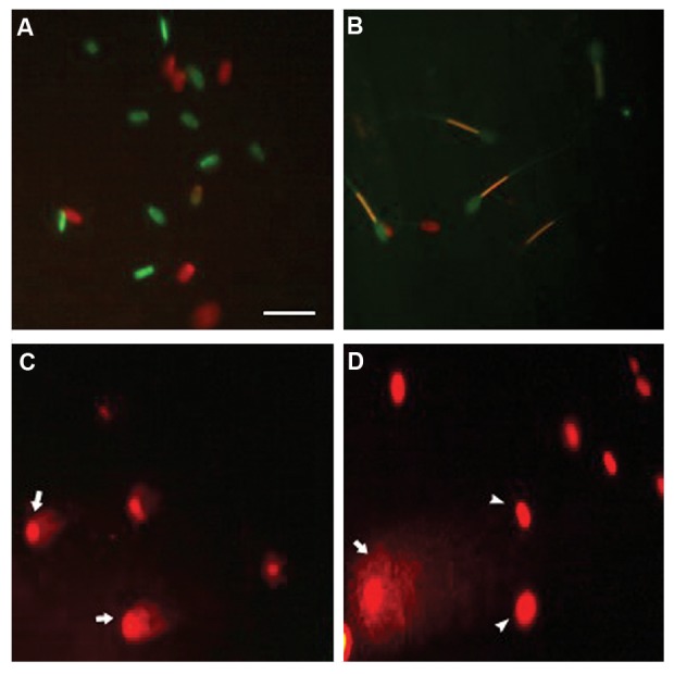 Fig.1