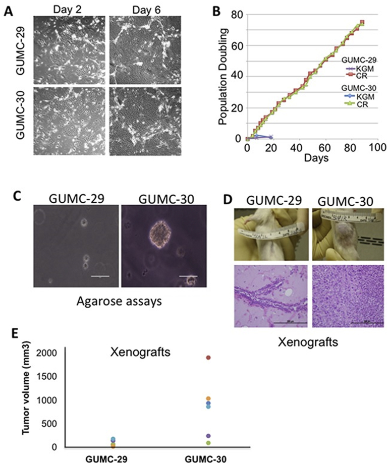 Figure 4