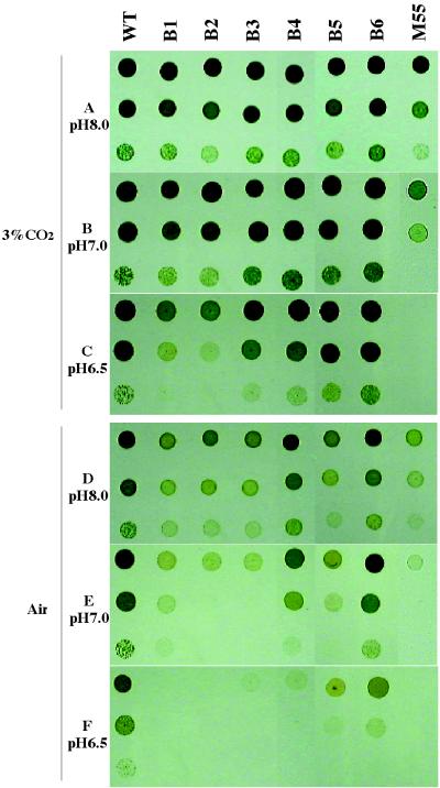 FIG. 3