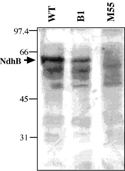 FIG. 5