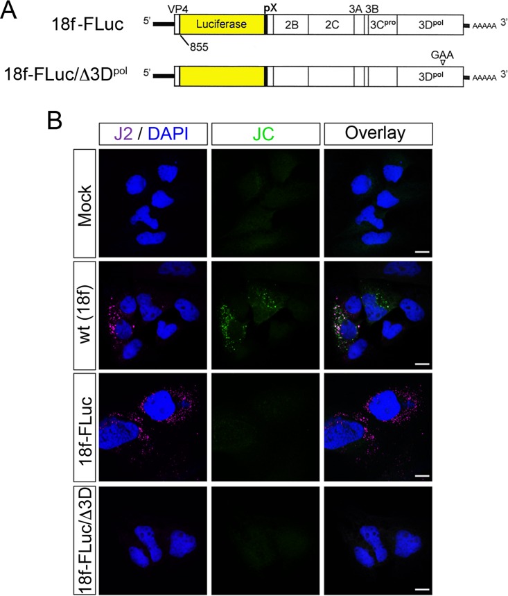 FIG 3