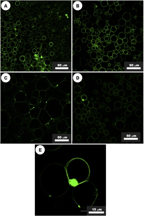 Fig. 10.