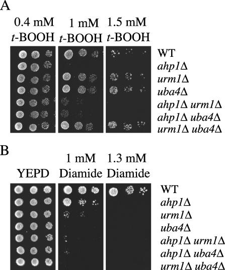 FIG. 5.