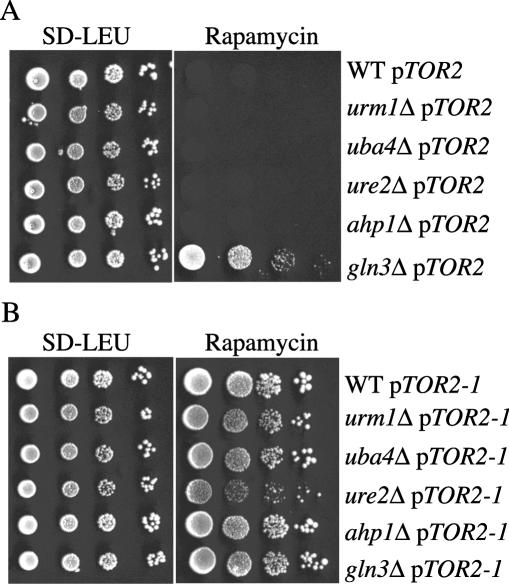 FIG. 4.