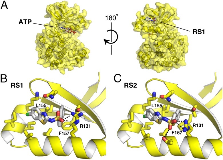 Fig. 2.