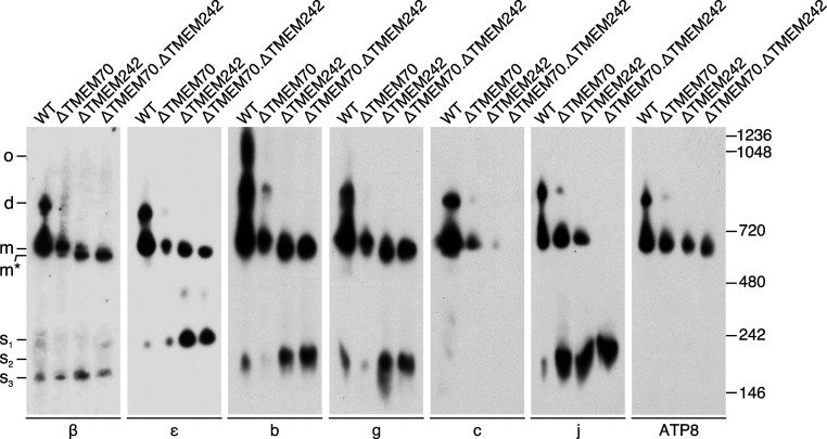 Fig. 5.