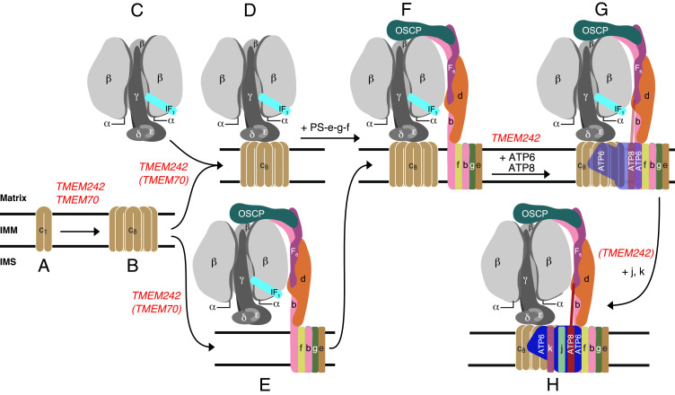 Fig. 8.