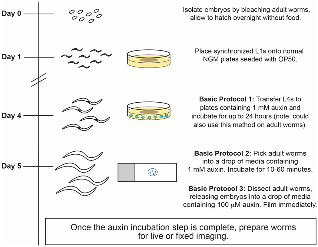 Figure 3: