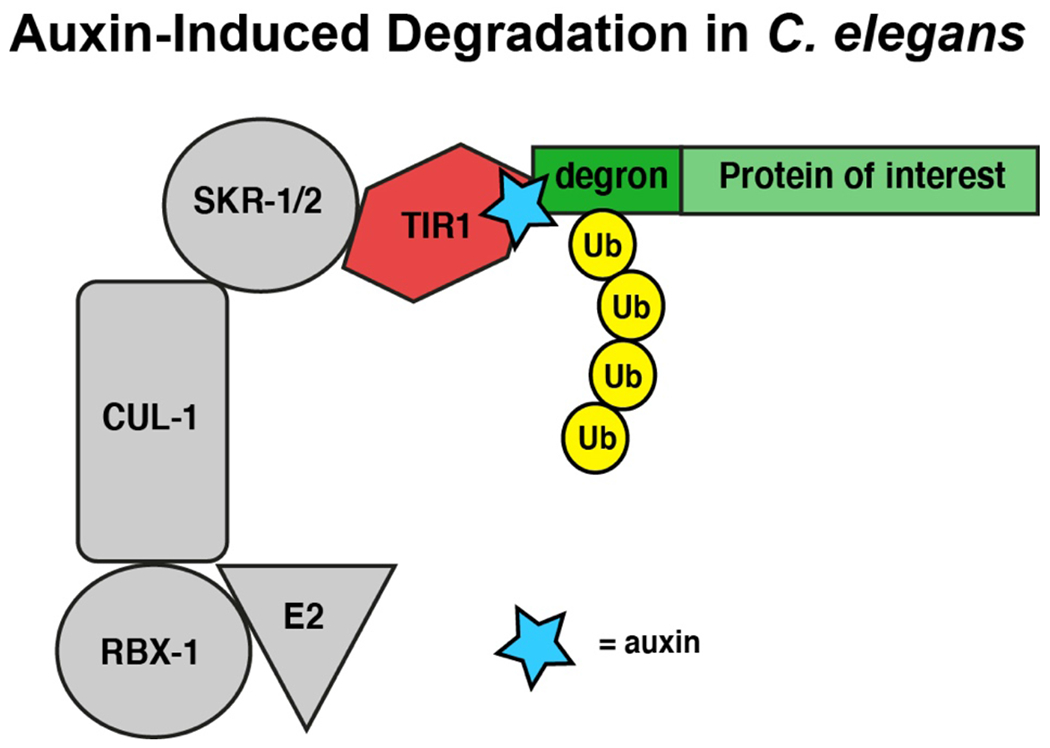 Figure 1: