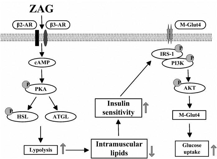 Fig. 7.