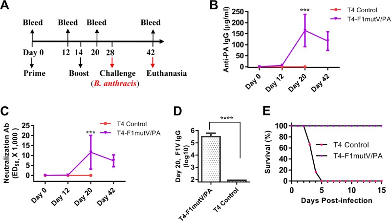 FIG 6