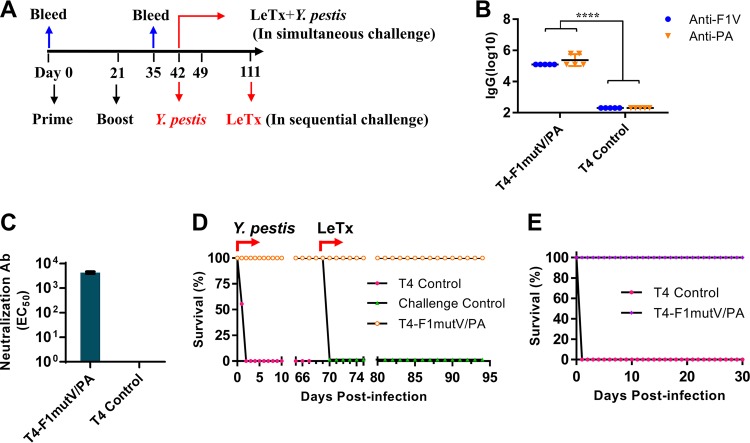 FIG 4