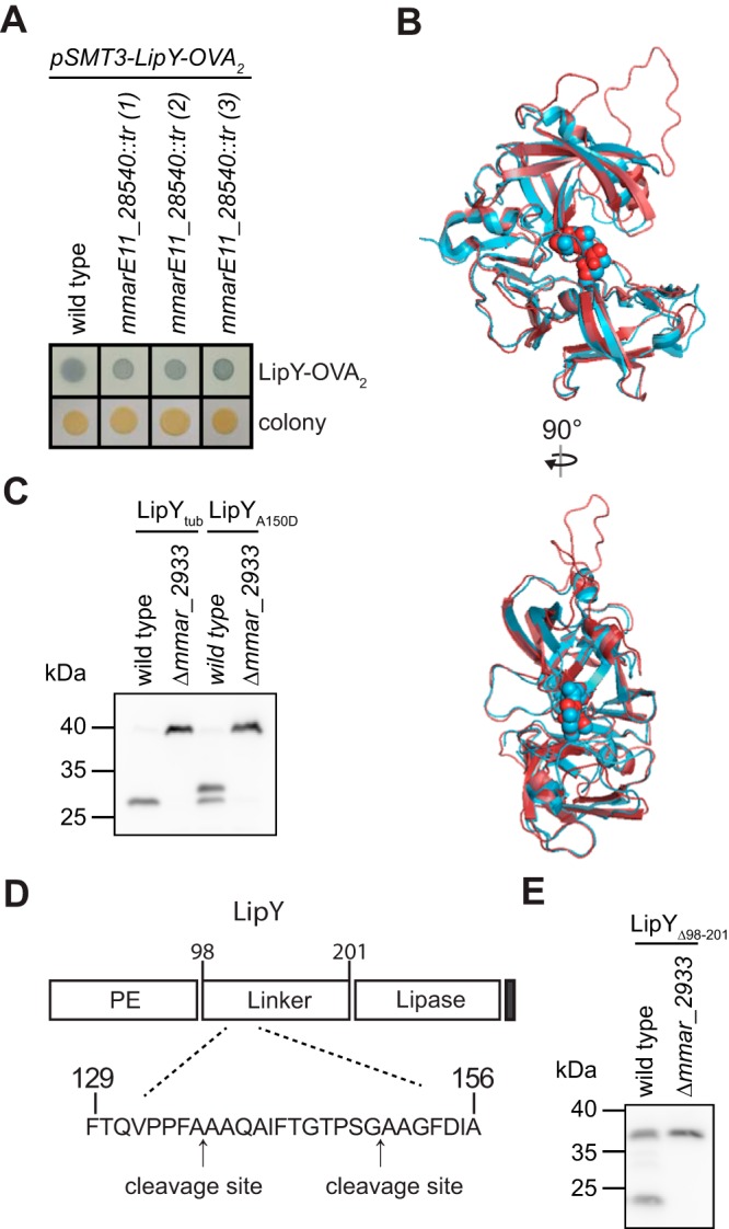 FIG 1