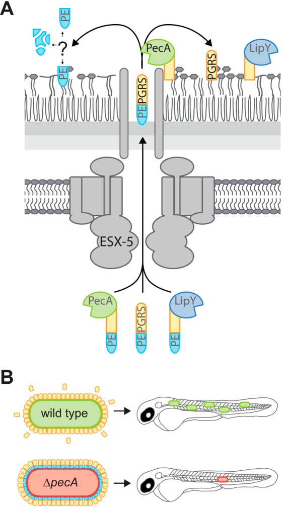 FIG 6