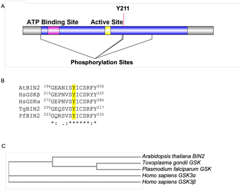 Figure 1.