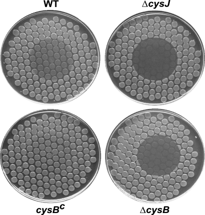 FIG. 3.