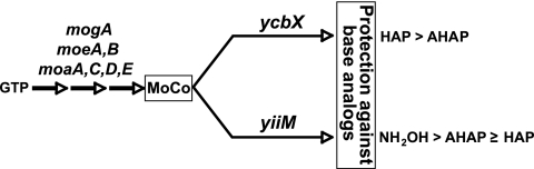 FIG. 1.