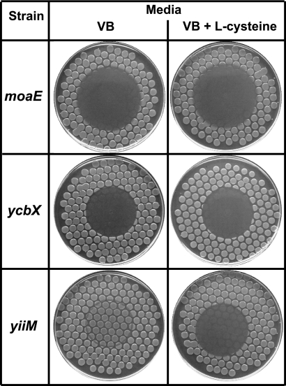 FIG. 5.