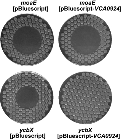 FIG. 7.