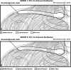 Fig. 2A–B