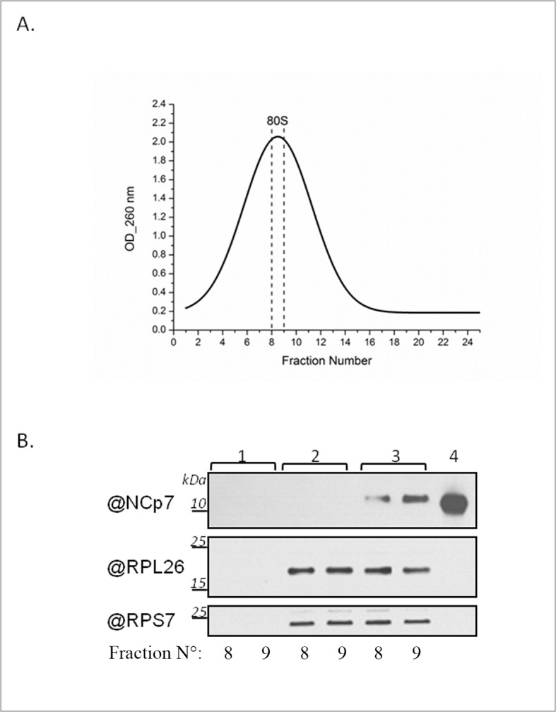 Fig 9