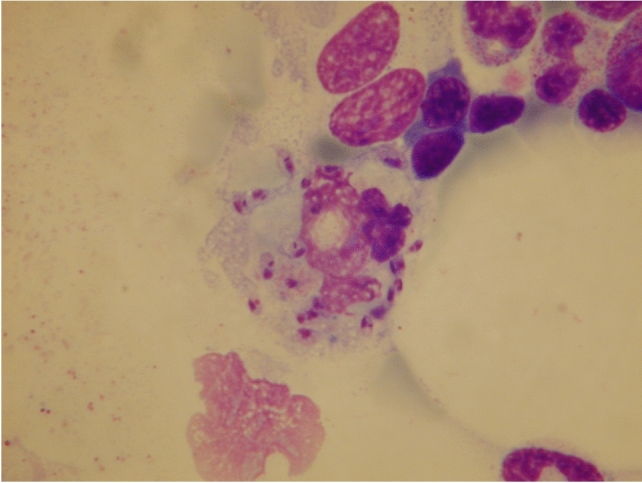Fig. 1