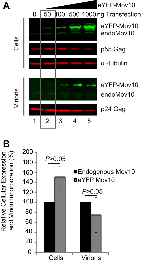 Fig 7