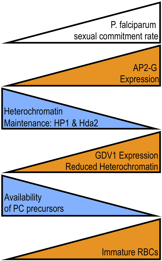 graphic file with name nihms-1629475-f0001.jpg