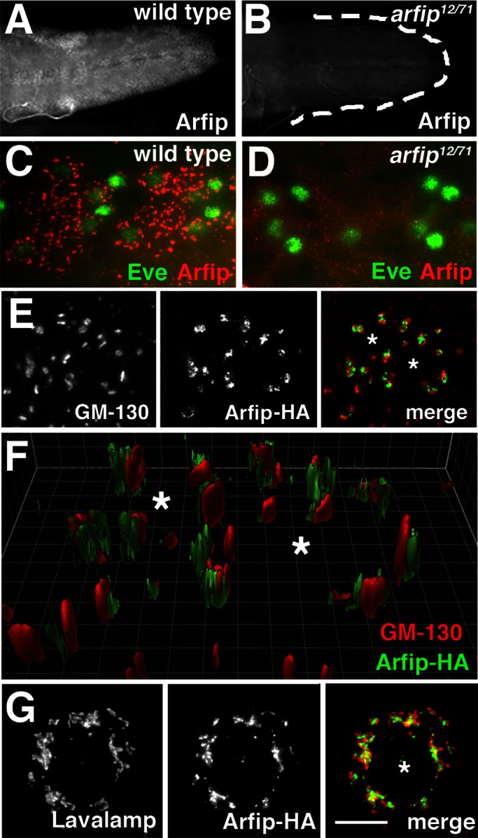 FIGURE 6: