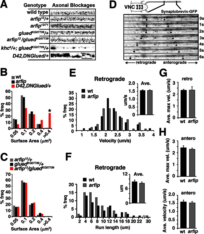 FIGURE 5: