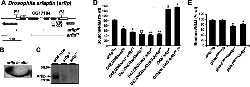 FIGURE 2: