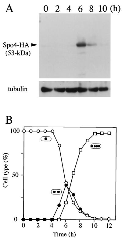 FIG. 5.