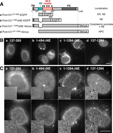 FIGURE 4: