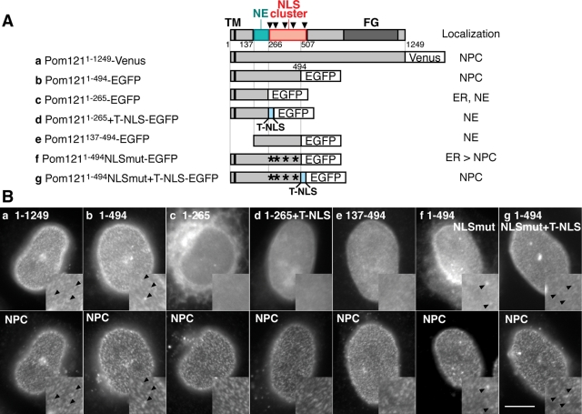 FIGURE 3: