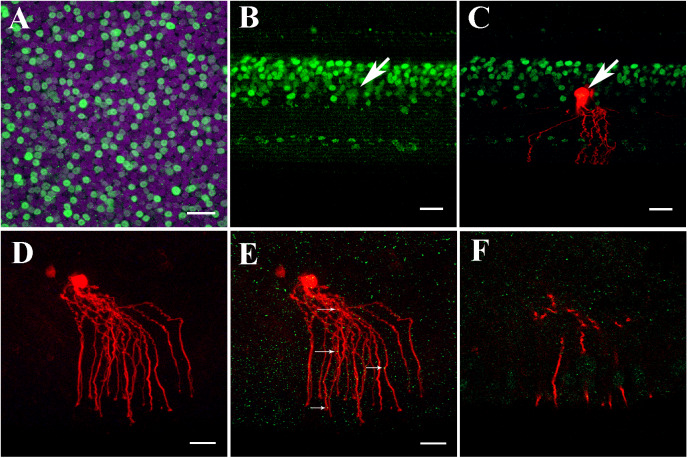 Fig. 4.