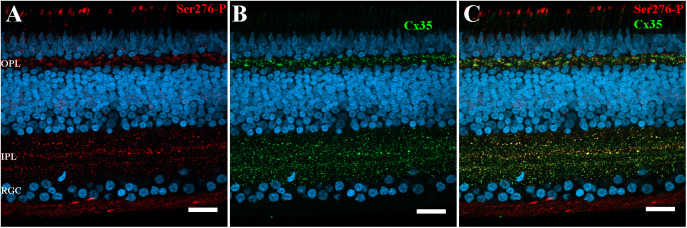 Fig. 3.