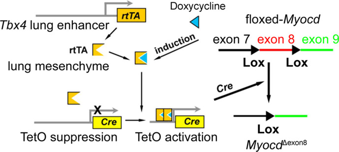 Figure 6—figure supplement 1.