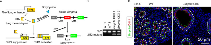 Figure 1—figure supplement 1.