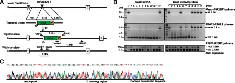 Fig. 8