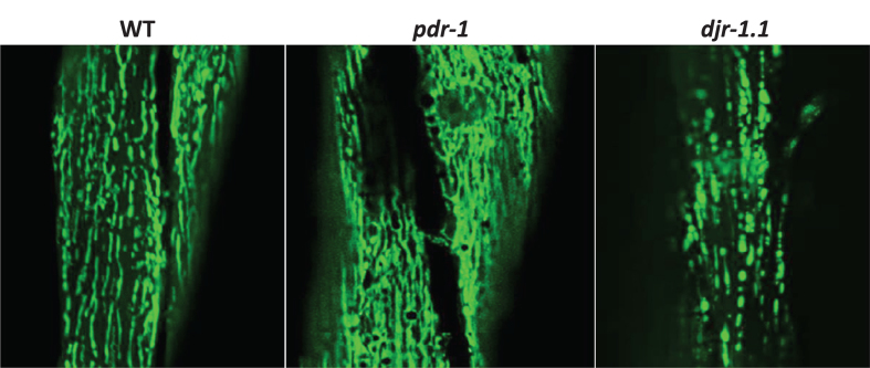 Fig.2