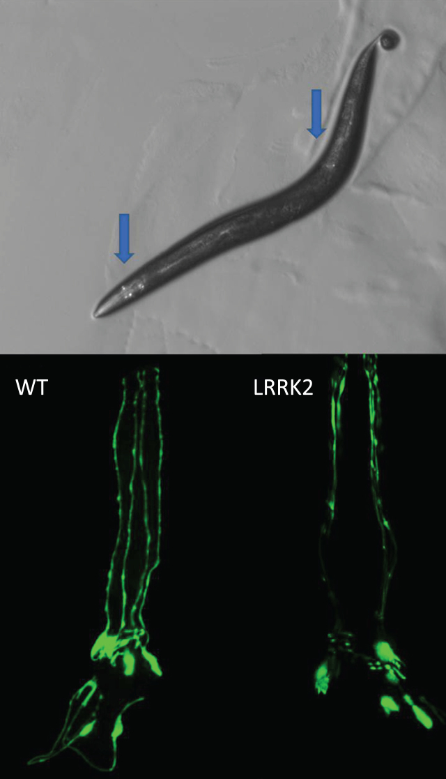 Fig.1