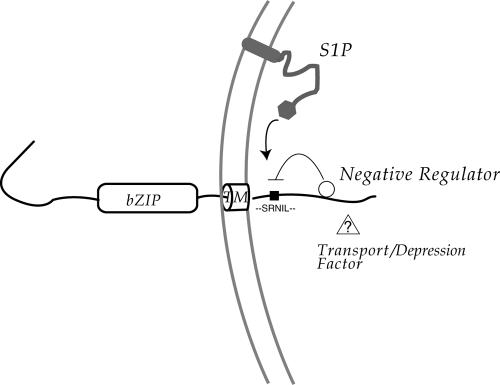 Figure 11.