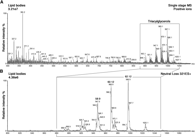 Fig. 9.