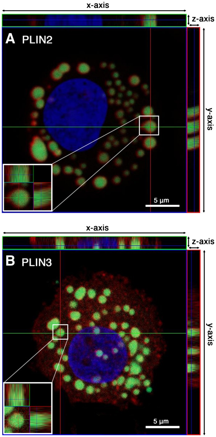 Fig. 6.