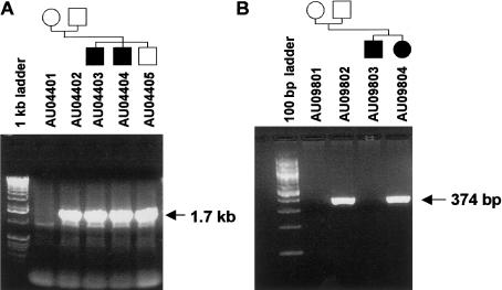 Figure  5