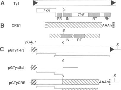 graphic file with name pnas01071-0429-a.jpg