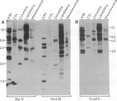 graphic file with name pnas01059-0120-a.jpg