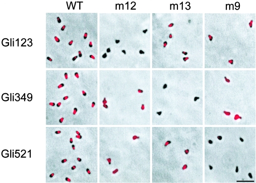 FIG. 7.